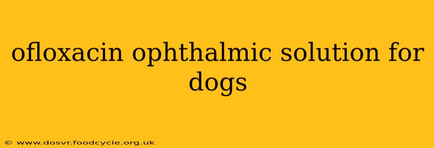 ofloxacin ophthalmic solution for dogs
