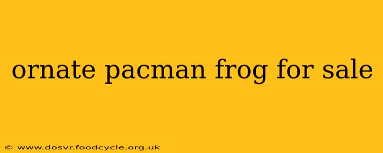 ornate pacman frog for sale