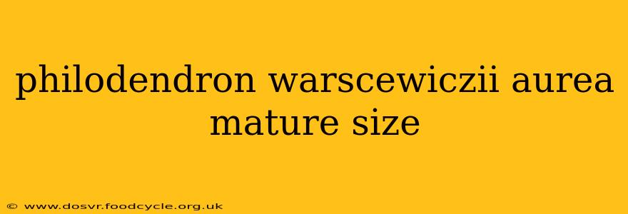philodendron warscewiczii aurea mature size