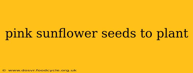 pink sunflower seeds to plant