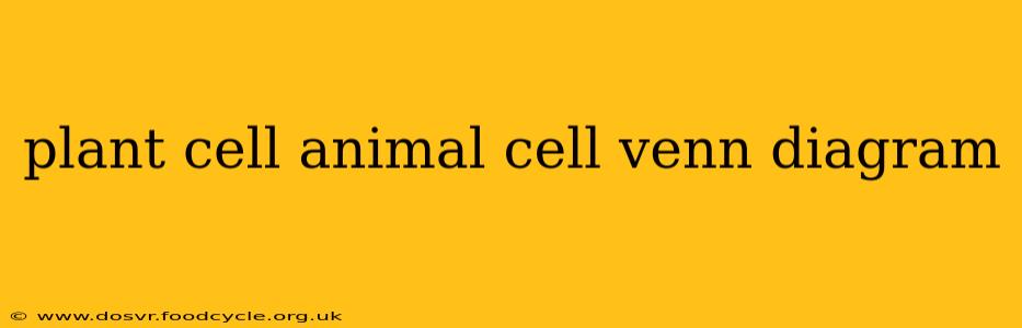 plant cell animal cell venn diagram