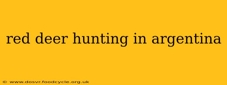 red deer hunting in argentina