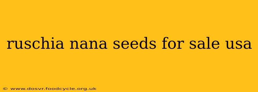 ruschia nana seeds for sale usa