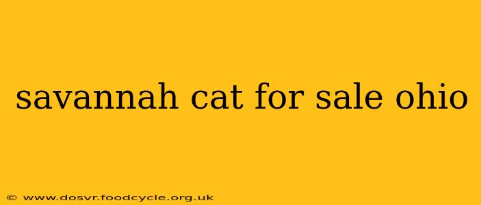 savannah cat for sale ohio