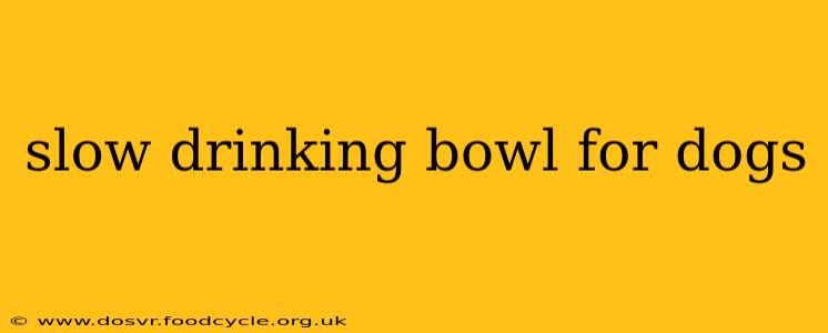 slow drinking bowl for dogs