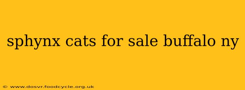 sphynx cats for sale buffalo ny