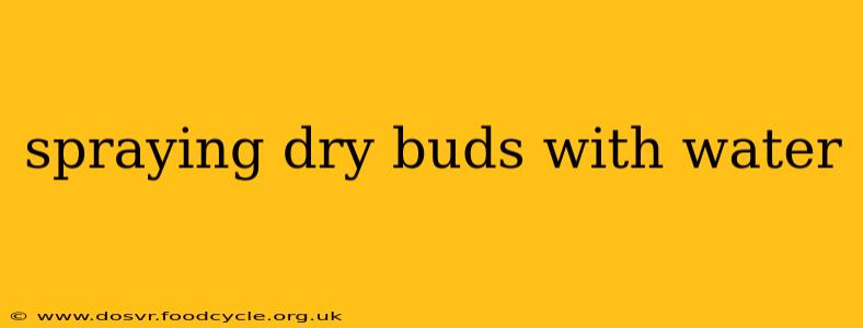 spraying dry buds with water