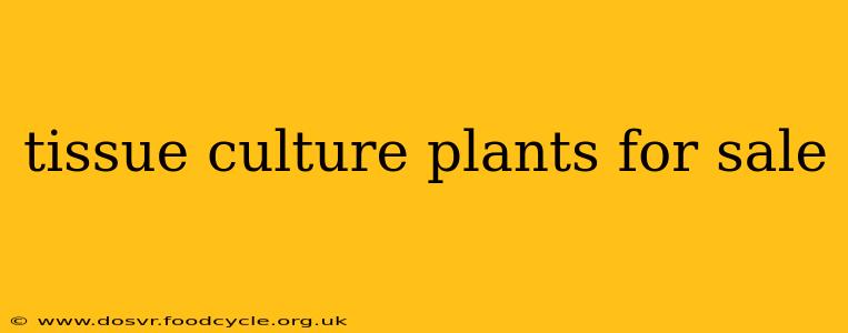 tissue culture plants for sale