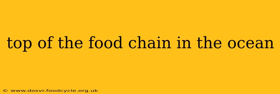 top of the food chain in the ocean