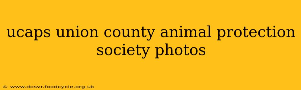 ucaps union county animal protection society photos