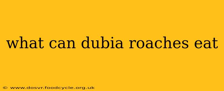 what can dubia roaches eat