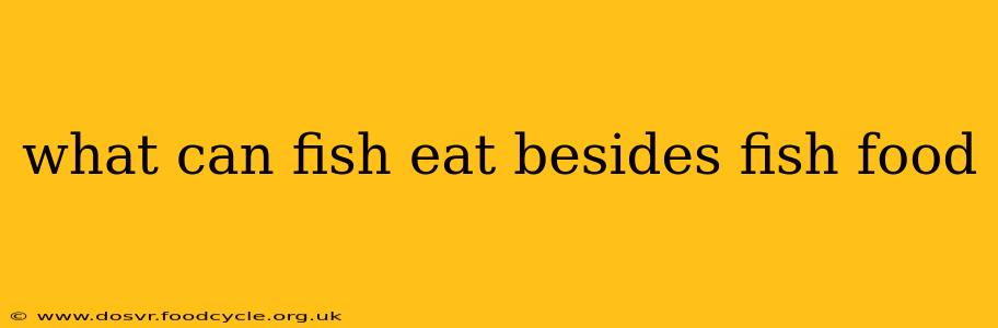 what can fish eat besides fish food