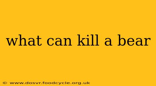 what can kill a bear