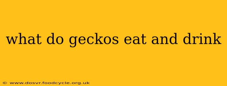 what do geckos eat and drink