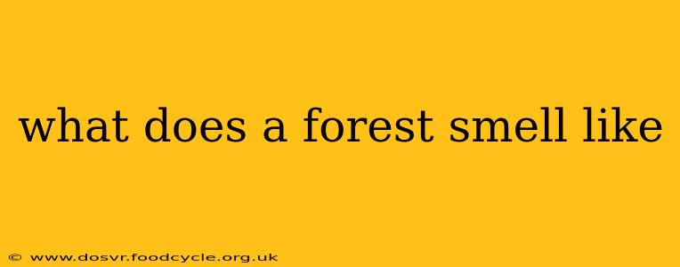what does a forest smell like