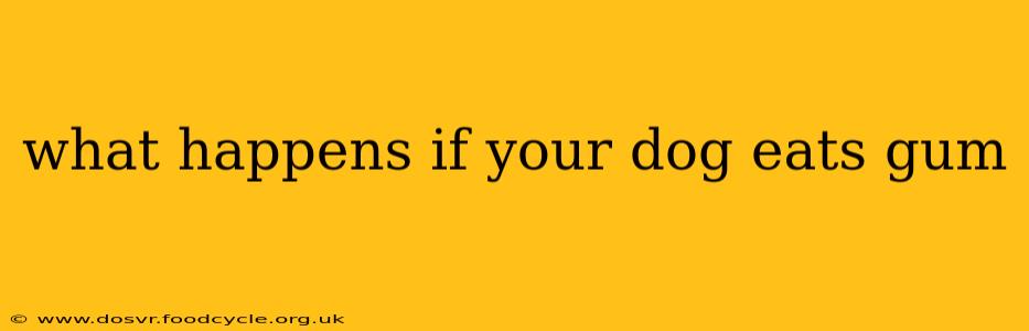 what happens if your dog eats gum