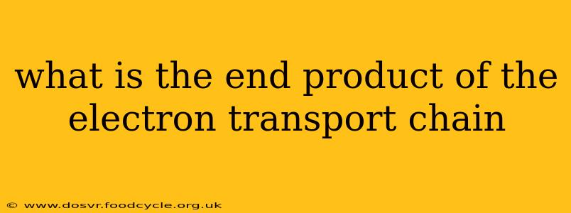 what is the end product of the electron transport chain