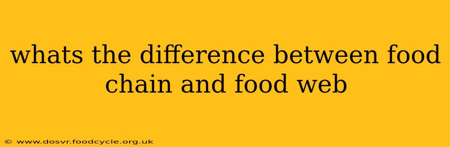 whats the difference between food chain and food web