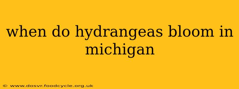 when do hydrangeas bloom in michigan