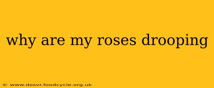 why are my roses drooping