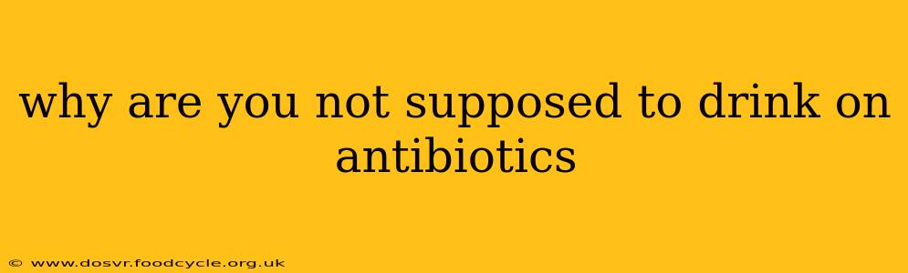 why are you not supposed to drink on antibiotics