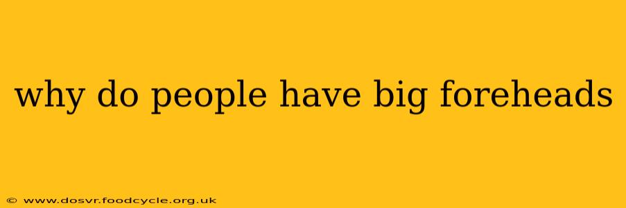 why do people have big foreheads