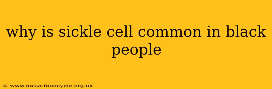 why is sickle cell common in black people