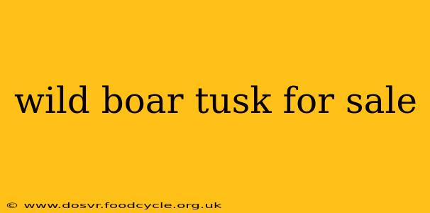 wild boar tusk for sale