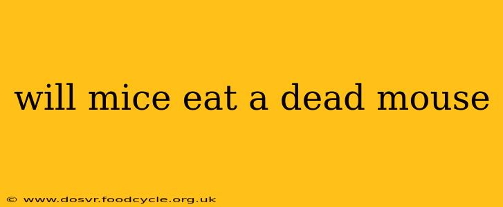 will mice eat a dead mouse